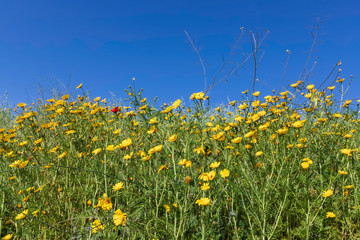 Meadow with blooming yellow Crown daisy Chrysanthemum coronarium flowers against blue sky