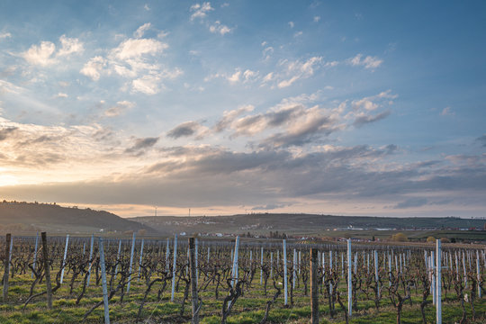 vineyard and neuleingen at golden hour