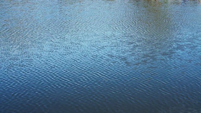 Water surface with ripples. Quiet and calm blue river. A little breeze. Marine background.