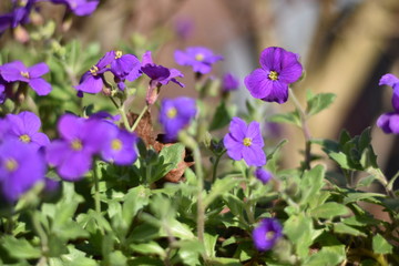 Blühende Blaukissen (Aubrieta)