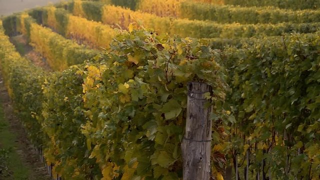 Viticulture in Piedmont, Italy, between Langhe and Roero