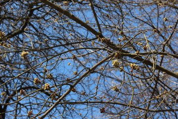  Fresh young leaves blossomed on trees in spring