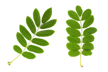 Rowan leaf. Two fresh green leaves of Rowan tree isolated on white background