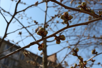  The buds are swollen in the trees and young leaves will appear soon