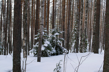 tree trunks in a dense northern winter forest.