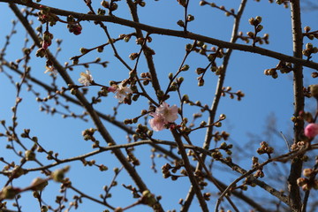  The first tender pink flowers bloomed on sakura in early spring in the garden