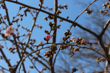  The first tender pink flowers bloomed on sakura in early spring in the garden