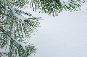 Pine branches in the snow. Winter natural background, copy of space