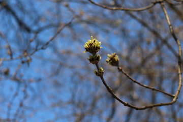 
Maple bloomed earlier in the spring