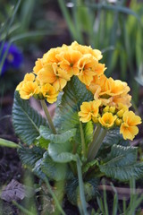 Primeln (Primula)