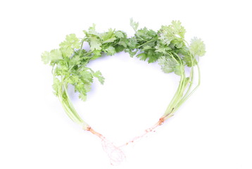 Few fresh coriander branches isolated