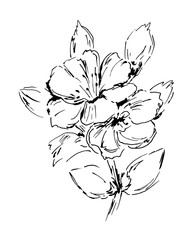 Beautiful sketchy drawing of a twig with blooming flowers, floral design element. Careless freehand sketch with black ink isolated on white background
