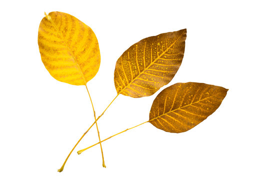 Yellow and brown autumn leaves isolated on white background