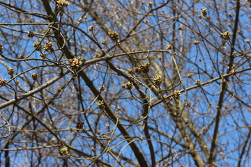 
Maple bloomed earlier in the spring