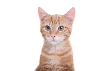 Obraz premium Beautiful little orange cat