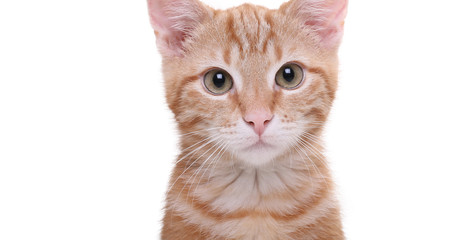 Beautiful little orange cat