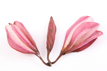 Dry pink Frangipani flower isolated on white background