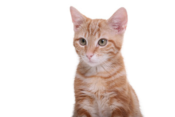 Beautiful little orange cat