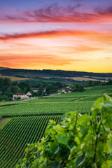Row vine grape in champagne vineyards