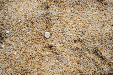 texture white beautiful seashell lies on coarse sea sand. top view, close-up