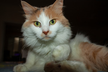 Obraz premium A surprised cat