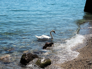 White swan swimming in the lake