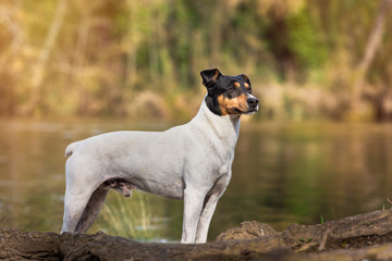 Bodeguero Andaluz purebred dog, posing next to the river, natural background. Horizontal with copy space