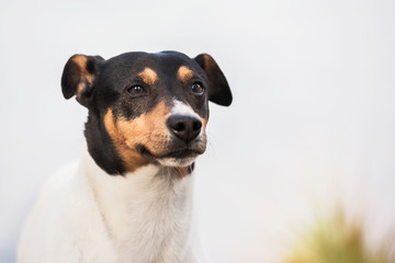 Bodeguero Andaluz purebred dog, head portrait, natural background. Horizontal with copy space