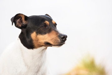Purebred dog Ratonero Bodeguero Andaluz looking aside, head portrait, natural background. Horizontal with copy space