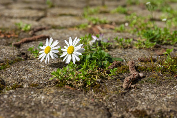 daisy on a sidewalk in spring