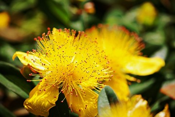 Gelbe Bl&uuml;te mit roten Spitzen