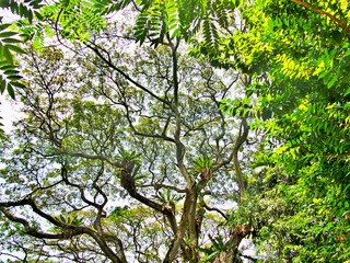 Baumkrone von unten betrachtet