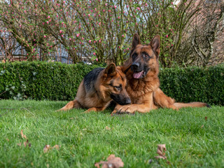 Portrait of a German Shepherd, 3 years old, portrait, in front. LIe down in grass, Friesland the Netherlands