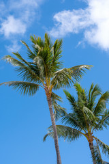 Obraz premium Vertical view of palms with blue sky and clouds in Oahu Hawaii