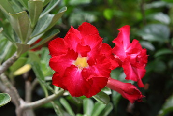 Red Desert Flower, adenium obesum