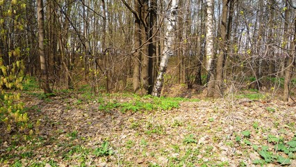 Fototapeta premium forest in autumn