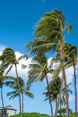 Fototapeta premium Vertical view of palms with blue sky and clouds in Oahu Hawaii