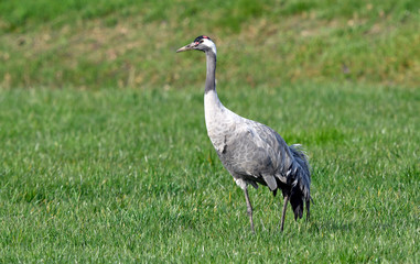 Crane (Grus grus) - Kranich (Grus grus) , Dieholzer Moor, Deutschland