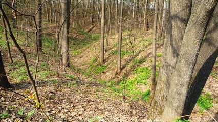 Fototapeta premium park in spring