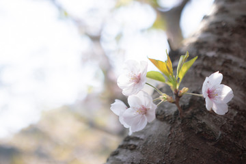 桜