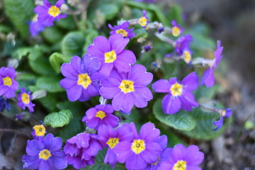 Bl&uuml;hende Primeln (Primula)