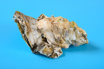 angle view oyster shell on blue background