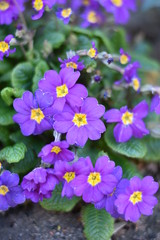 Blühende Primeln (Primula)