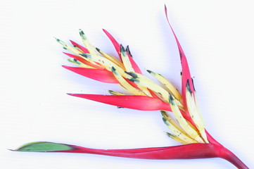 Beautiful Heliconia 