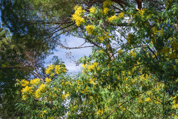 View of a yellow flowered mimosa tree over blue sky in a park in Madrid, Spain. Horizontally