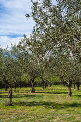 Fototapeta premium General shot of olive grove lined up, in spring, with blue sky, in a park in Madrid, Spain. Vertically