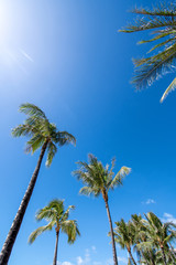 Vertical view of palms with blue sky in Oahu Hawaii.
