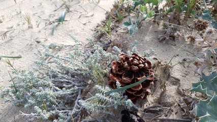 pine cone on sand