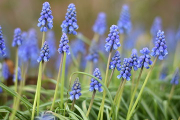 Armenische Traubenhyazinthen (Muscari armeniacum)