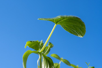 Grünes Blatt vor blauem Himmel